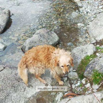 Photo 1/1 Chien retrouvé Perdu à Hennebont
