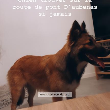 Photo 1/1 Chien retrouvé Trouvé à Pont d aubenas