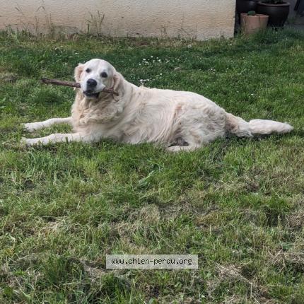 Photo 1/1 Chien retrouvé Perdu à Ronquerolles val d oise