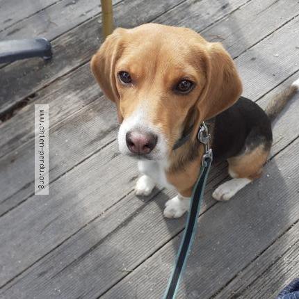 Photo 1/1 Chien retrouvé Perdu à Ceyreste