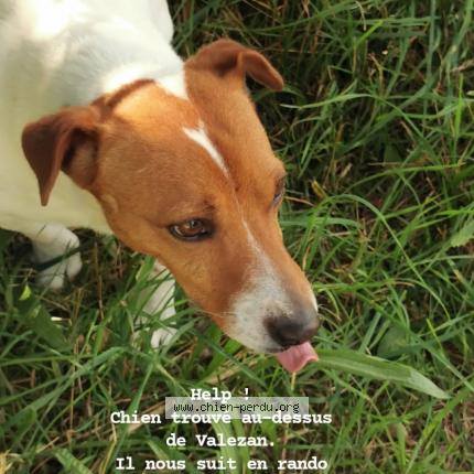 Photo 1/1 Chien retrouvé Trouvé à Valezan