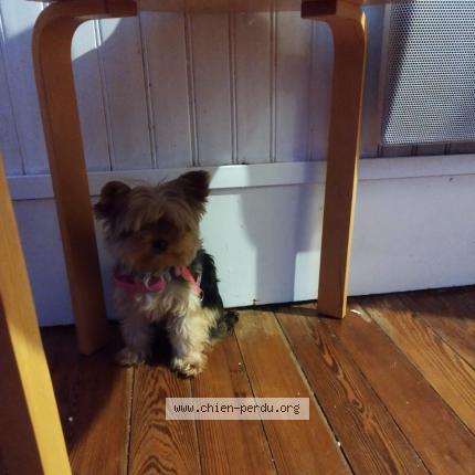 Photo de chien perdu à Villemonble