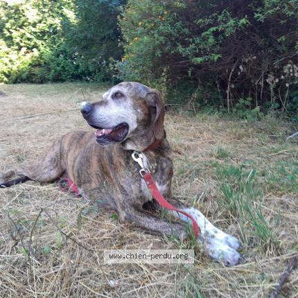 Photo 1/1 Chien retrouvé Trouvé à Laragne monteglin