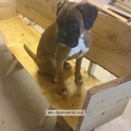 Photo 1/1 Chien retrouvé Perdu à Rouge perriers