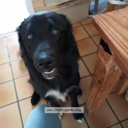 Photo 1/1 Chien retrouvé Trouvé à Allaire