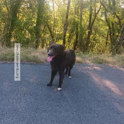 Photo 1/1 Chien retrouvé Trouvé à Cales