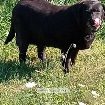 Photo 1/1 Chien retrouvé Trouvé à Barcelone du gers