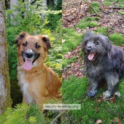 Photo de chien perdu à Chalmazel