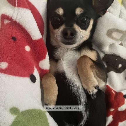 Photo de chien perdu à Robion