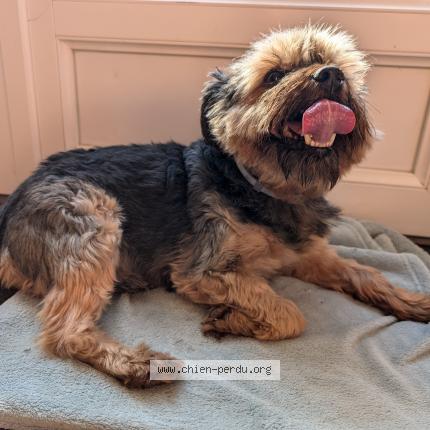 Photo 1/1 Chien retrouvé Trouvé à St victeur