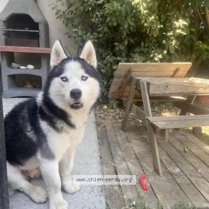 Photo 1/1 Chien retrouvé Perdu à Montauban