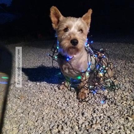 Photo 1/1 Chien retrouvé Perdu à Mougins