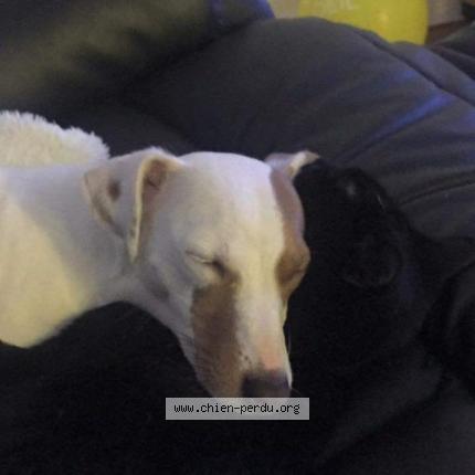 Photo 1/1 Chien retrouvé Perdu à Epaignes