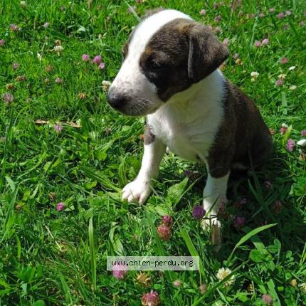 Photo 1/1 Chien retrouvé Perdu à Bayonne