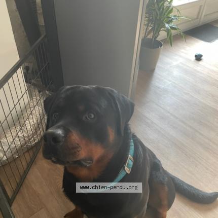 Photo 1/1 Chien retrouvé Perdu à Houetteville