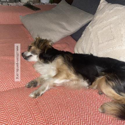 Photo de chien trouvé à Fontenilles