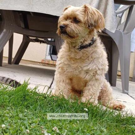 Photo 1/1 Chien retrouvé Perdu à Reims