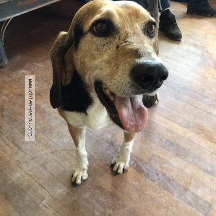 Photo 1/1 Chien retrouvé Perdu à Douarnenez