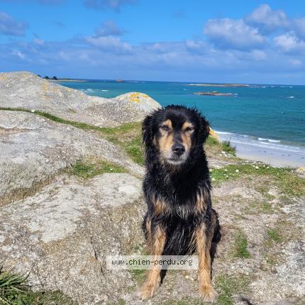 Photo de chien perdu à Pontivy