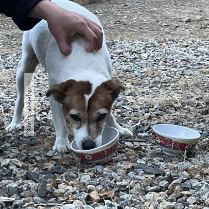 Photo 1/1 Chien retrouvé Trouvé à Tredrez locquemeau