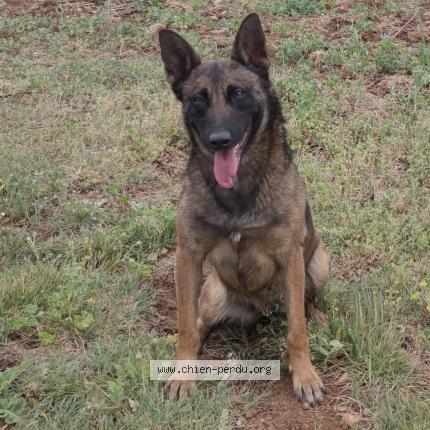Photo 1/1 Chien retrouvé Perdu à Tourves