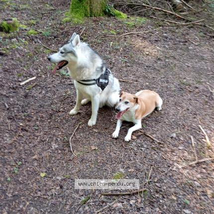 Photo de chien trouvé à Braillans