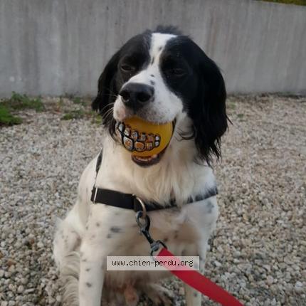 Photo 1/1 Chien retrouvé Perdu à Nantes