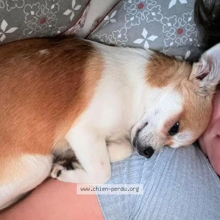 Photo de chien perdu à Albi