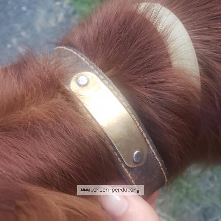 Photo 1/1 Chien retrouvé Trouvé à Languenan