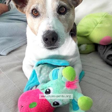 Photo 1/1 Chien retrouvé Perdu à Loctudy