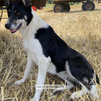 Photo 1/1 Chien retrouvé Perdu à Oye plage