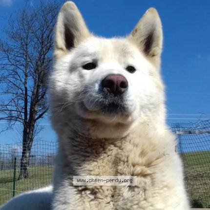 Photo 1/1 Chien retrouvé Perdu à Fleurey