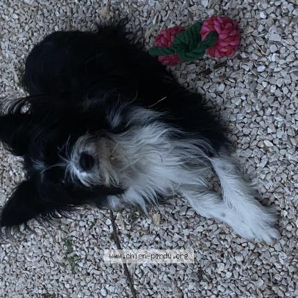 Photo 1/1 Chien retrouvé Perdu à 13590 meyreuil