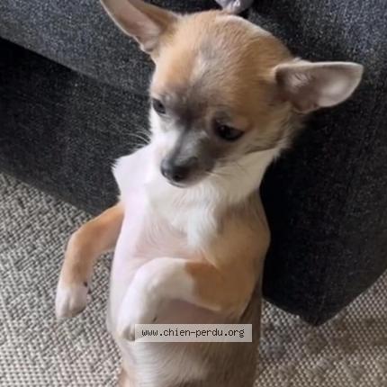 Photo 1/2 Chien retrouvé Perdu à Beauvais