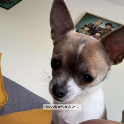 Photo 2/2 Chien retrouvé Perdu à Beauvais