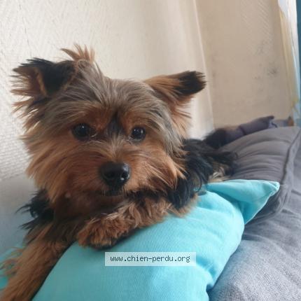 Photo de chien perdu à Noisy Le Grand