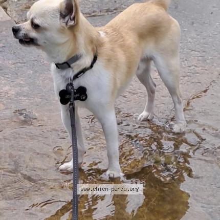 Photo 1/1 Chien retrouvé Perdu à La balme de sillingy