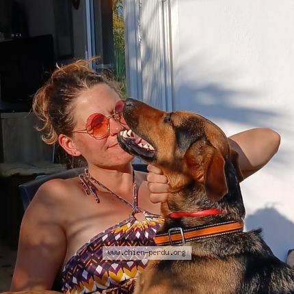 Photo 1/1 Chien retrouvé Perdu à Saint jean de monts