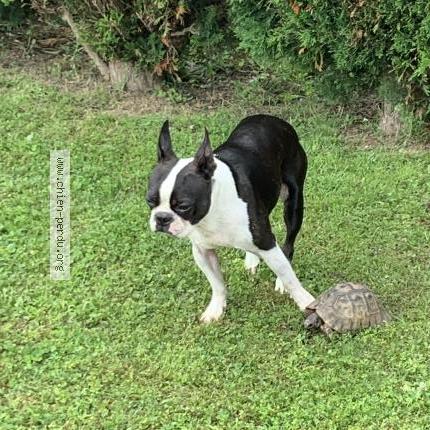 Photo 1/1 Chien retrouvé Perdu à St germain les buxy