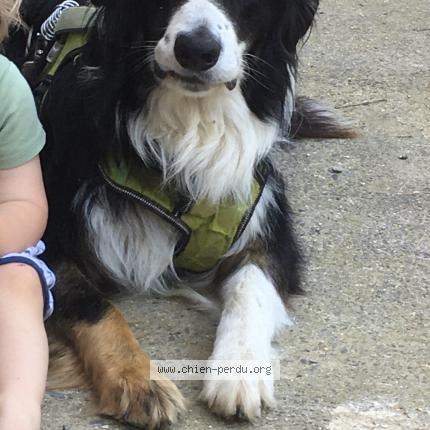 Photo 1/1 Chien retrouvé Perdu à Lasserre