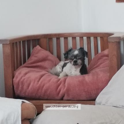 Photo 1/1 Chien retrouvé Perdu à Saint jouin