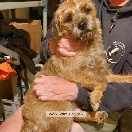 Photo 1/1 Chien retrouvé Trouvé à Sarzeau