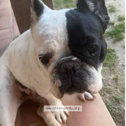 Photo 1/2 Chien retrouvé Perdu à Chauvigny