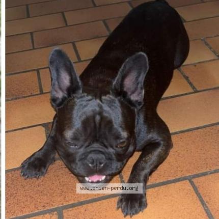 Photo 2/2 Chien retrouvé Perdu à Chauvigny