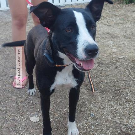 Photo 1/1 Chien retrouvé Trouvé à Bretignolles sur mer
