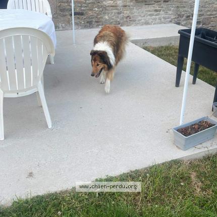 Photo 1/1 Chien retrouvé Trouvé à Mouaze