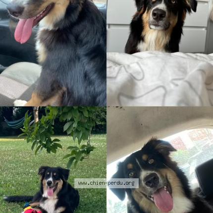 Photo 1/1 Chien retrouvé Perdu à Saint fargeau ponthierry