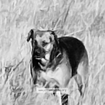 Photo 1/1 Chien retrouvé Perdu à Meze