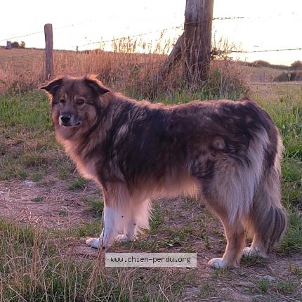 Photo 1/1 Chien retrouvé Perdu à Bourg blanc