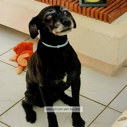 Photo de chien perdu à Faymoreau